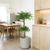 5.2ft Artificial Ficus Banyan Tree