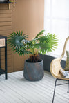 XL Cement Planter – Indoor/Outdoor Garden